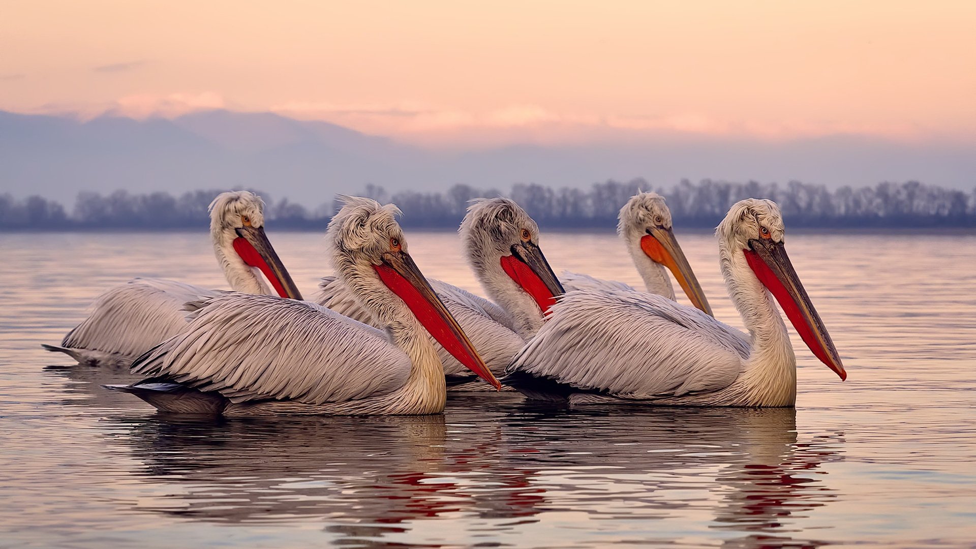 _体育纪录片热播:讲述运动员的艰难历程_,中国体育运动员纪录片