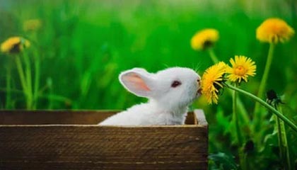 九游网页版官网-瑞·弗兰：全黑队的“防守专家”，每一次关键拦截都帮助球队稳住局面